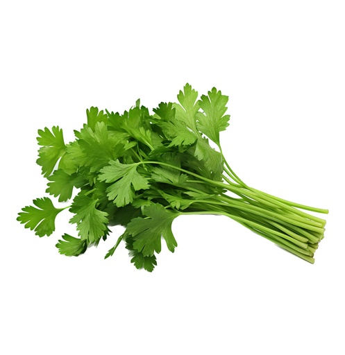 [10139] CILANTRO