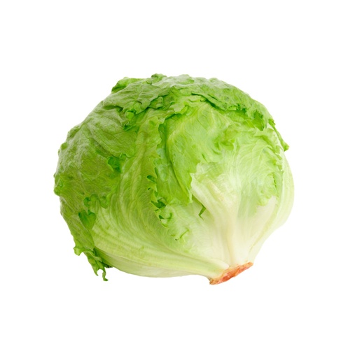 [10971] lechuga